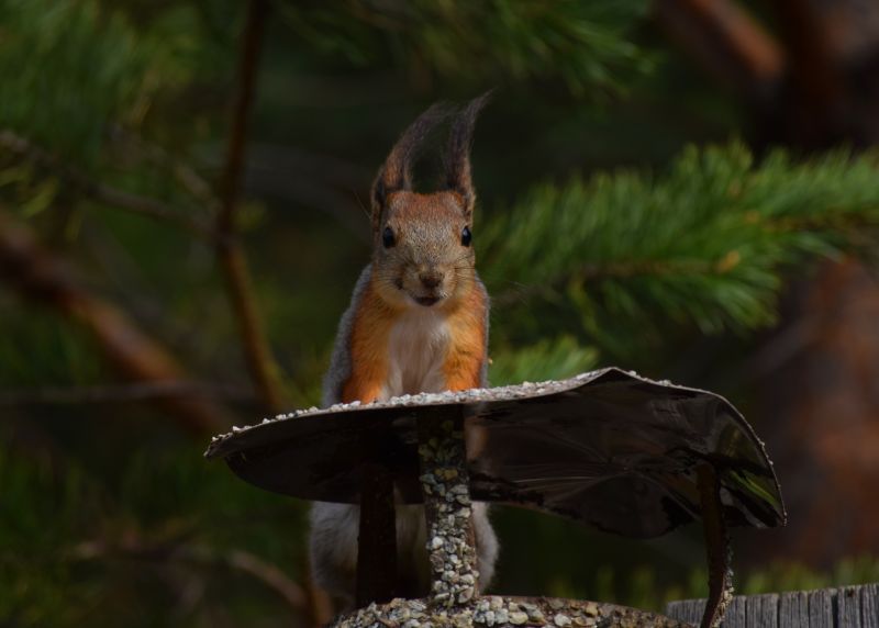 Chimney Cap with Bird Guard