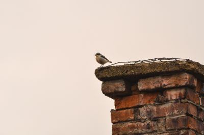 Keeps Birds and Small Animals Out of Your Chimney